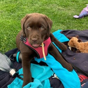 Meet your Posher, Kristi